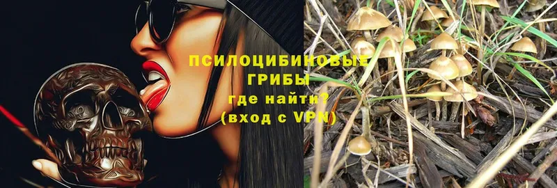 Псилоцибиновые грибы Magic Shrooms  где купить наркотик  Звенигород 